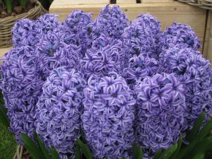 Chelsea Flower Show