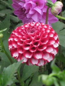 Chelsea Flower Show