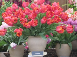 Floral Marquee Chelsea Flower Show 2013 