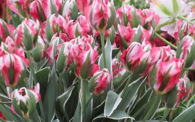 Botanic Garden of Leiden