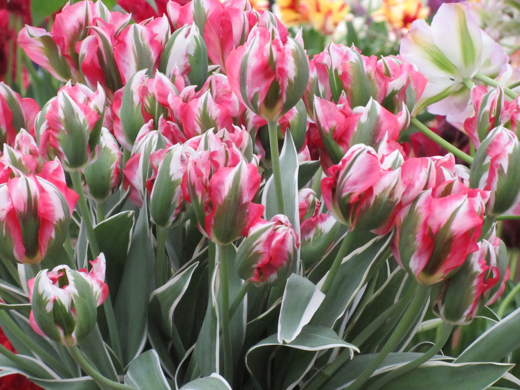 Tulips at Chelsea Flower Show