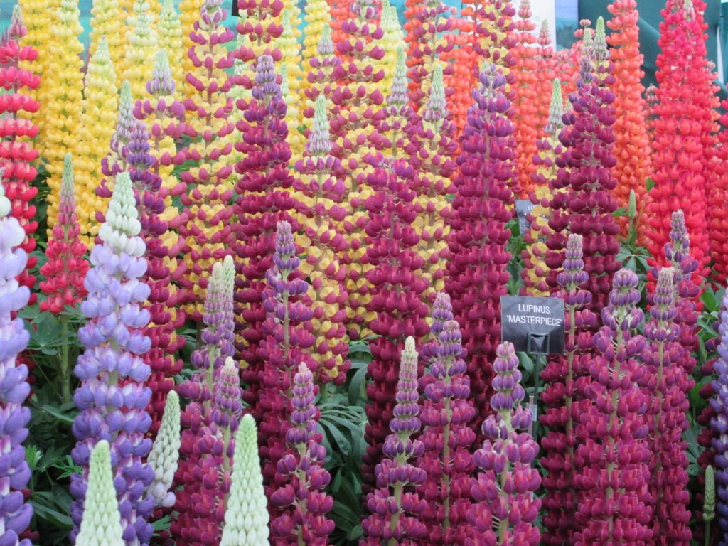 Chelsea Flower Show