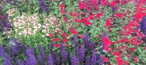 Cheslea Flower Show