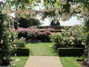 David Austin Roses 