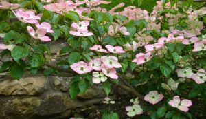Laskett Garden
