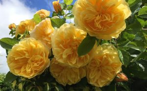 Laskett Gardens