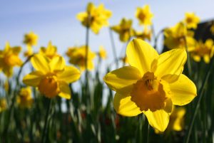 Spring daffodils - wiki commons