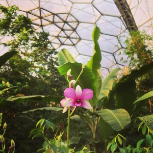Eden Project Cornwall