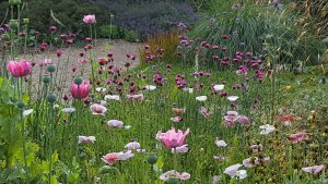 Beth Chattos Garden