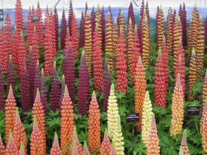 RHS Tatton Park Flower Show
