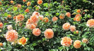 Roses