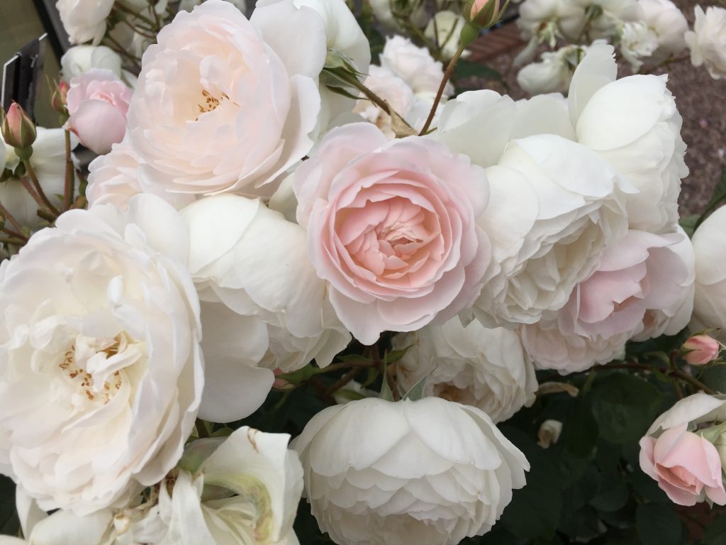 David Austin Roses