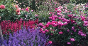 David Austin Roses