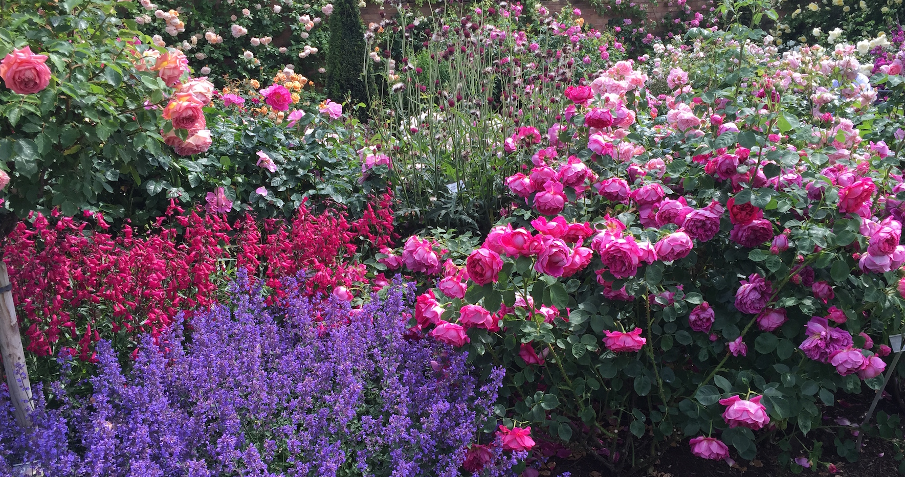 David Austin Roses - Sisley Garden Tours