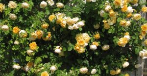 Roses
