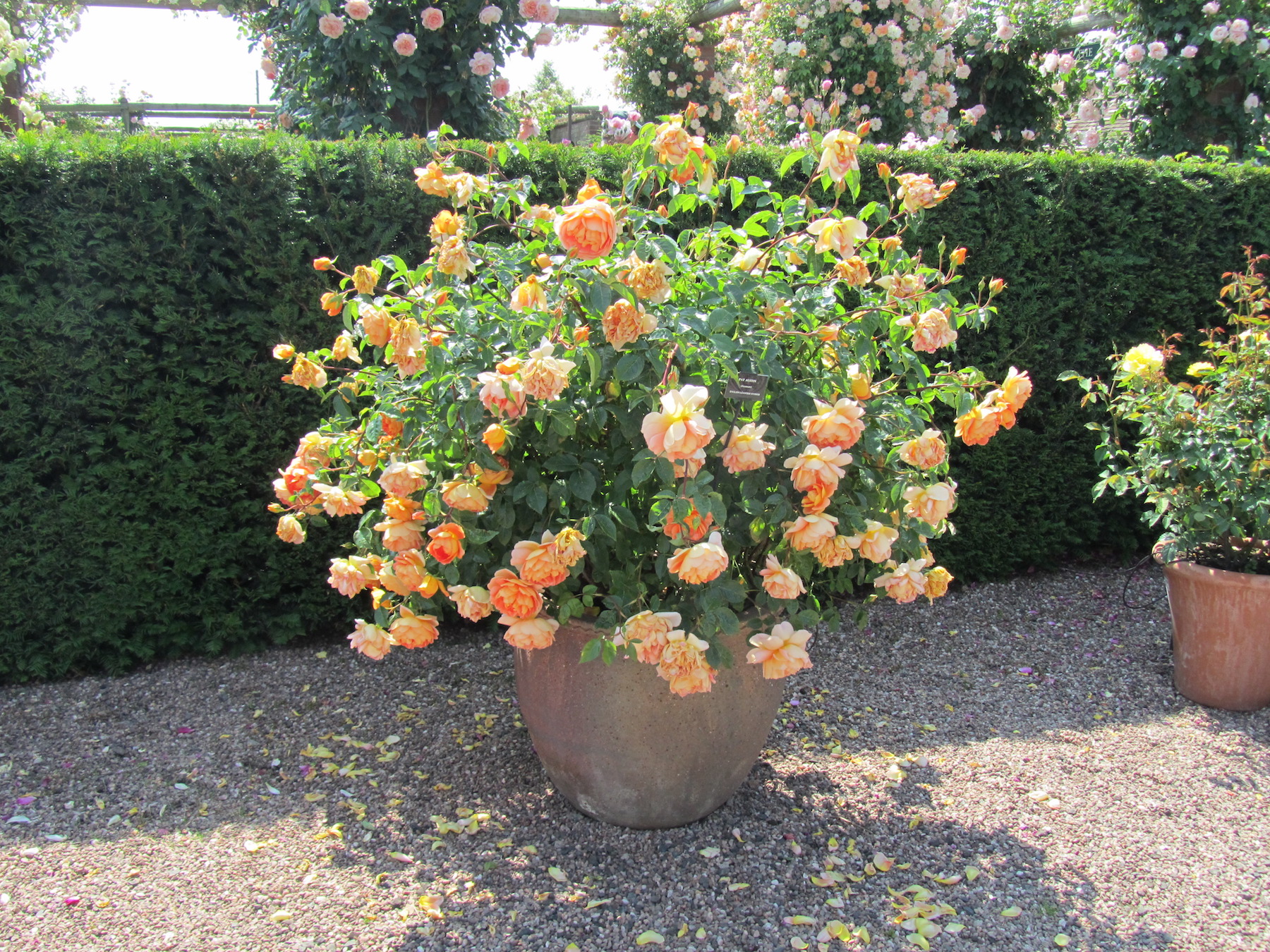 David Austin Roses