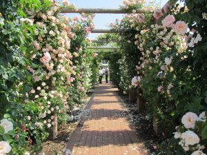 David Austin Roses