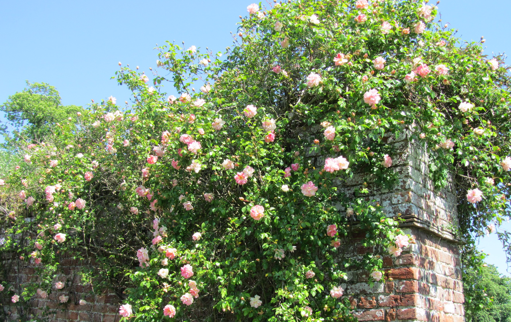 Goodnestone Park Gardens