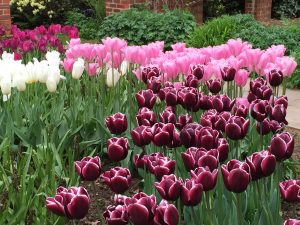 Great Comp Garden