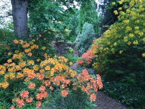 Great Comp Garden