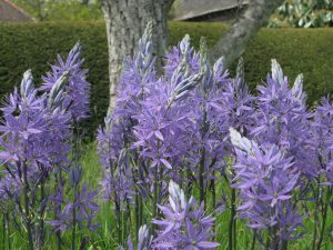 Great Dixter, East Sussex