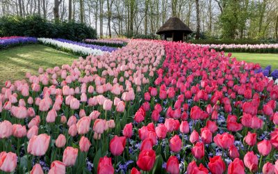 Keukenhof Country Park