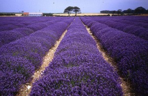 Lavender