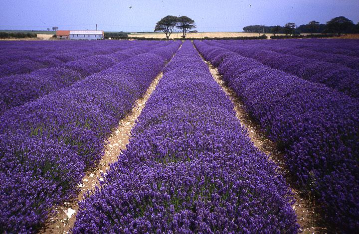 Norfolk Lavender Farm