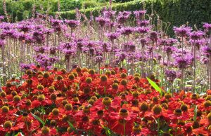 Scampston Walled Garden