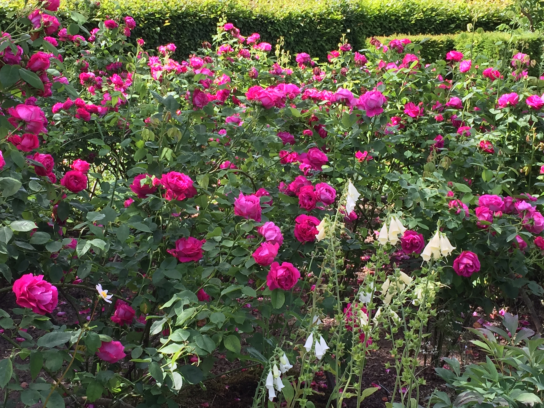 Sissinghurst Castle, Kent