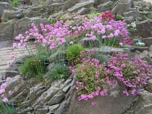 Wisley18