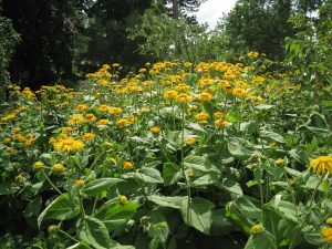 RHS Wisley