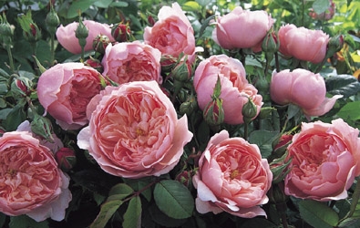 David Austin Roses