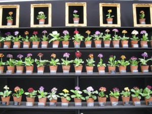 Chelsea Flower Show 2013-2