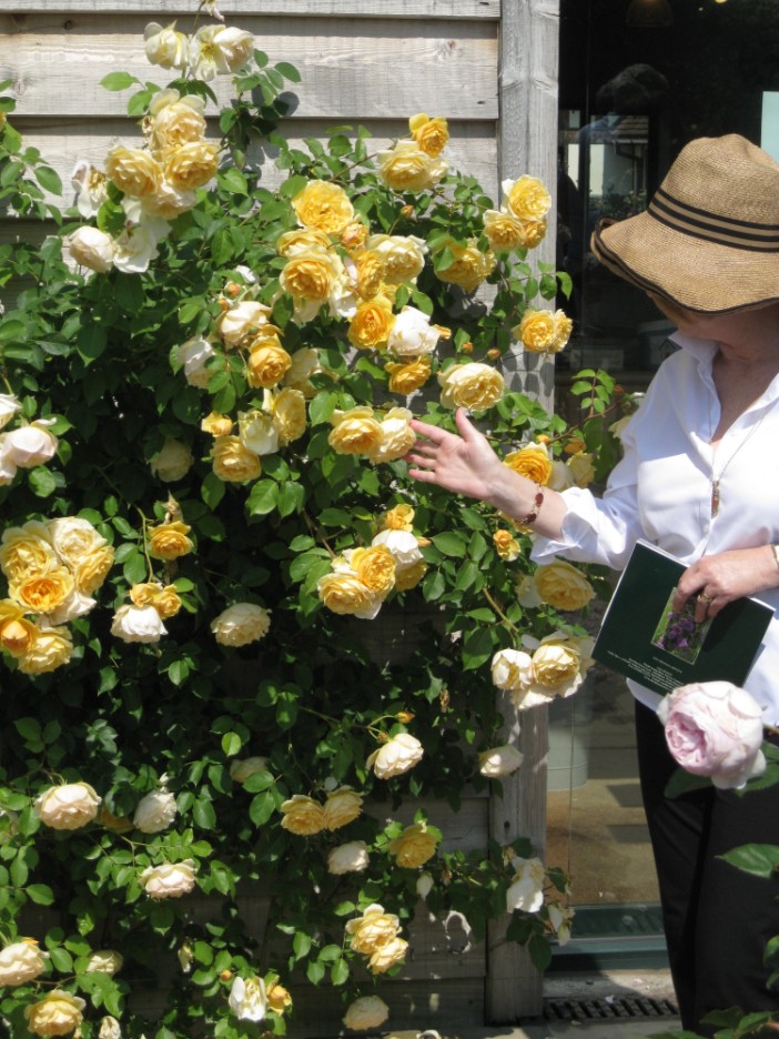 David Austin Roses