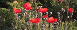 Bury Court Gardens