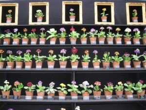 Chelsea Flower Show