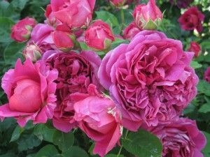 Summer roses