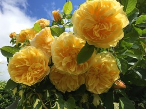 Laskett Gardens, Herefordshire