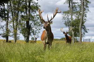 Red Deer, Scotland Picture Credit : Paul Tomkins / VisitScotland