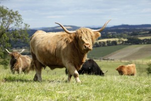 Highland Cattle Picture Credit : Paul Tomkins / VisitScotland