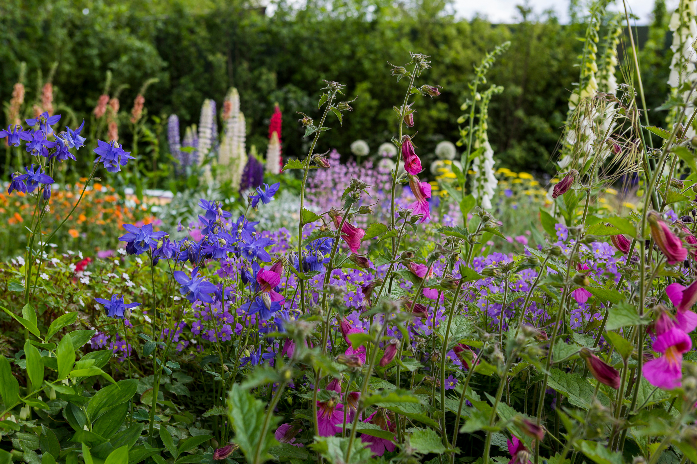 RHS Chelsea Flower Show