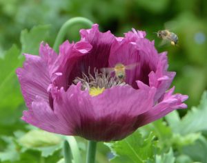 Poppy with bee