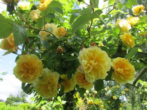 The Laskett Garden