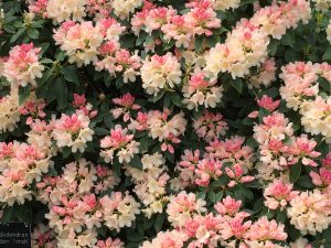 RHS Wisley