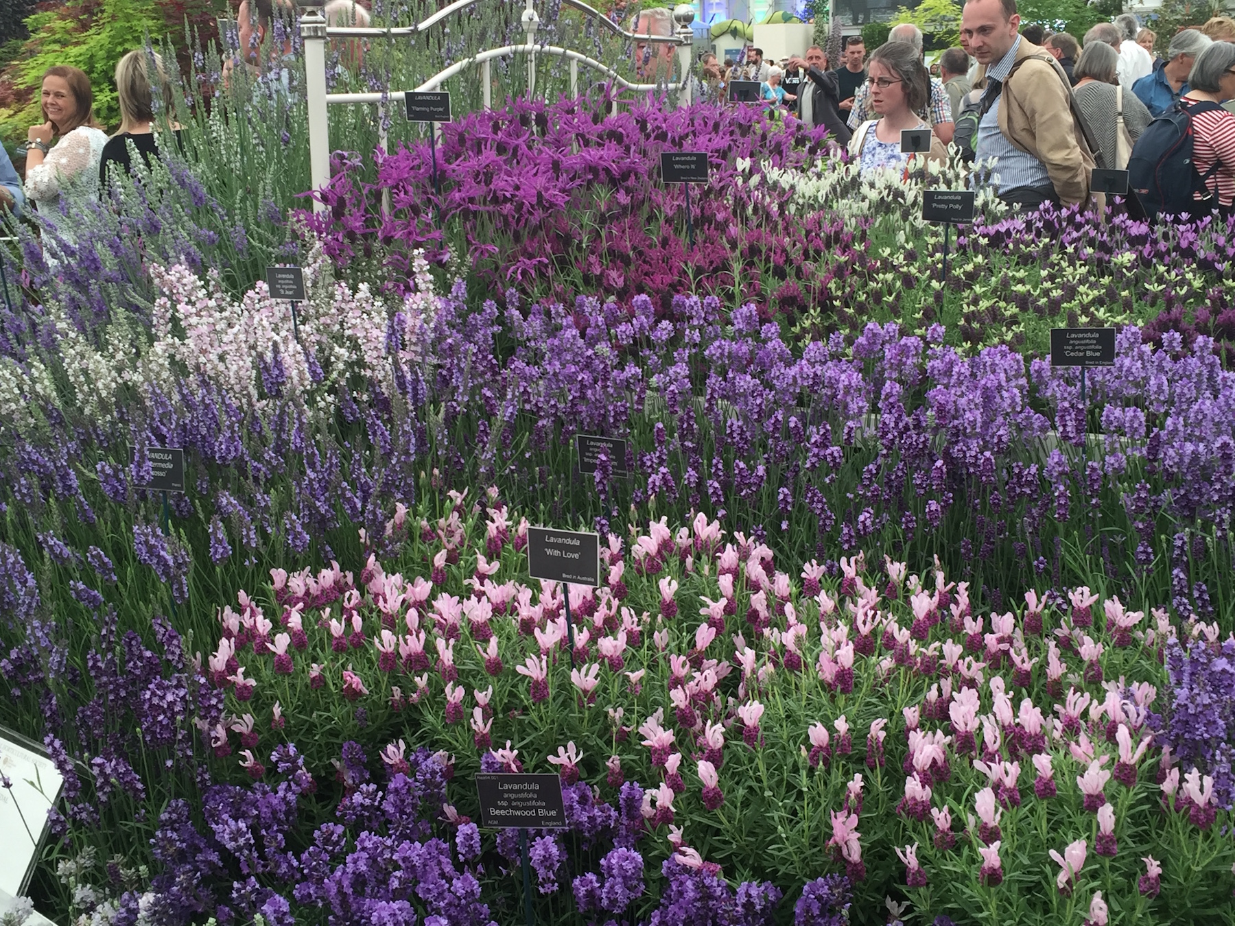 Chelsea Flower Show