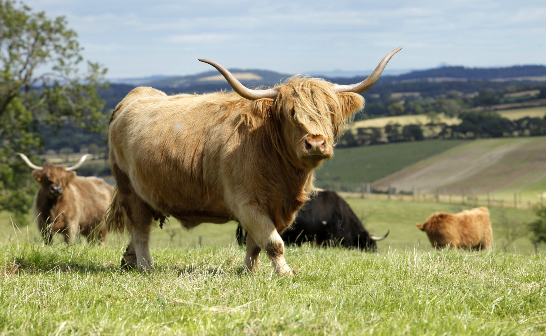Highland cattle credit : Paul Tomkins / VisitScotland