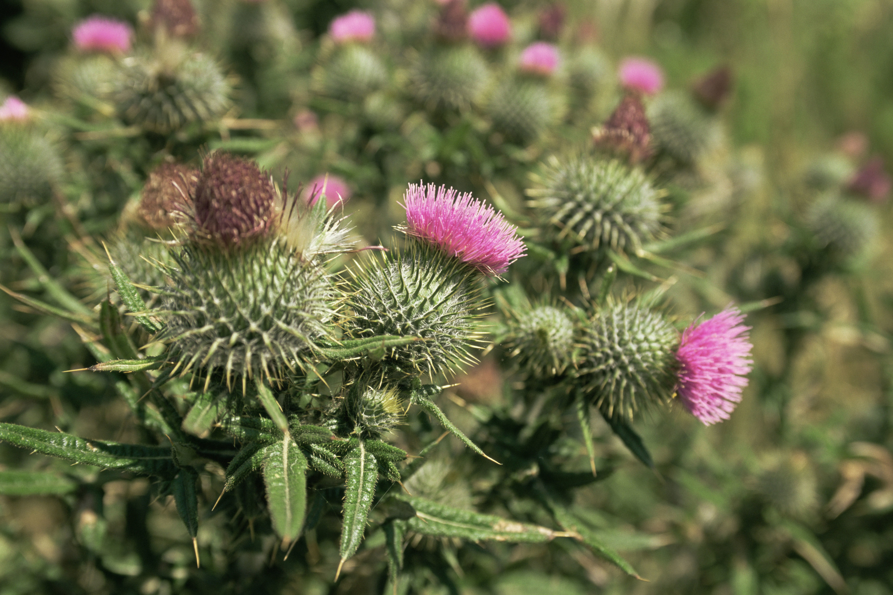 Scottish thistle