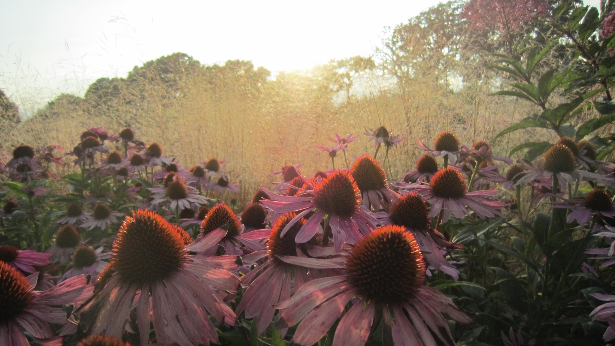 Sussex Praire Gardens