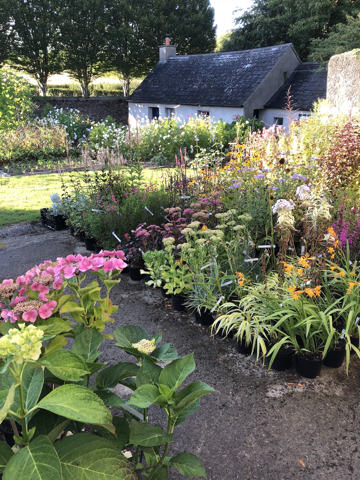 The Bay Garden, Camolin2 copy Sisley Garden Tours